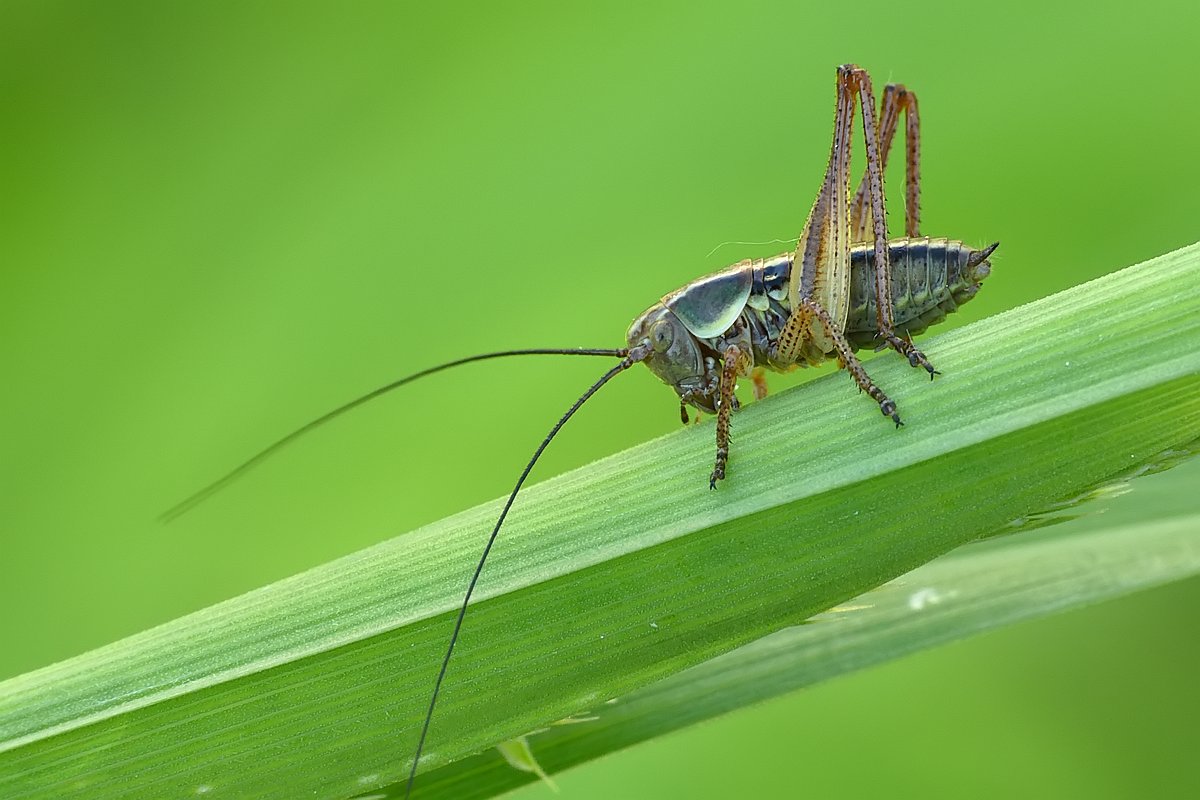 Nazwa:  pasikonik80299cf.jpg
Wyświetleń: 194
Rozmiar:  119,6 KB