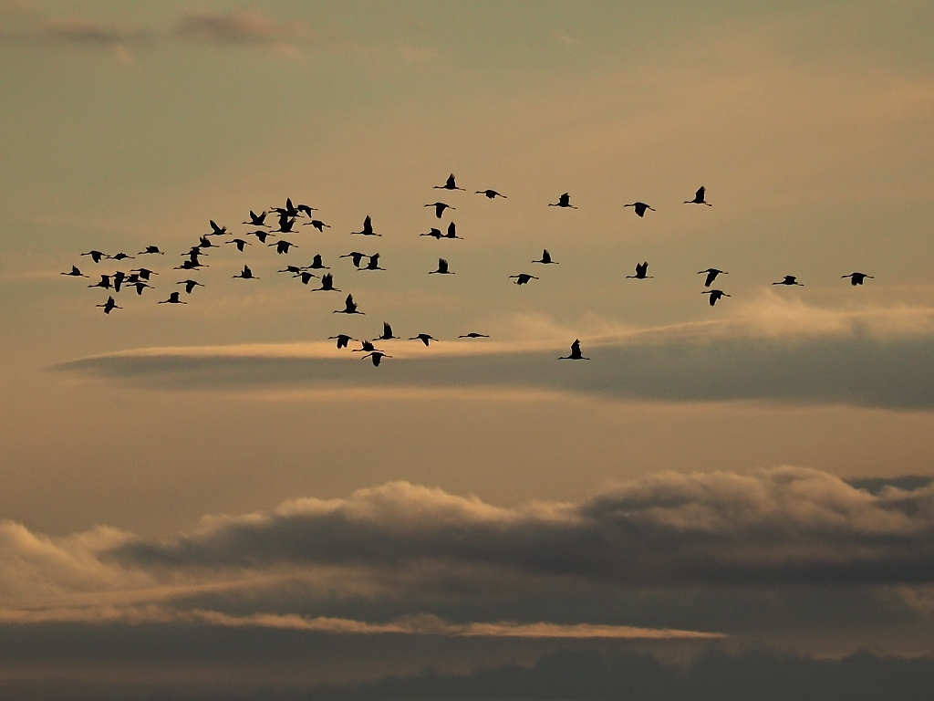 Nazwa:  PA010328b.jpg
Wyświetleń: 151
Rozmiar:  430,3 KB