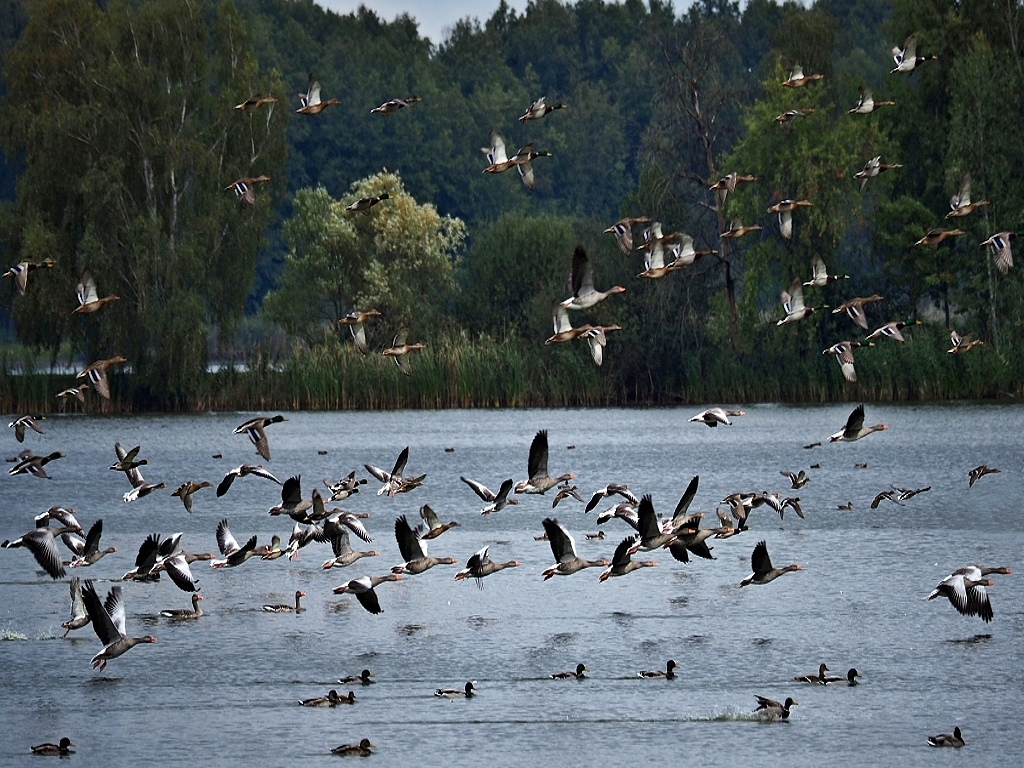 Nazwa:  PA040374b.jpg
Wyświetleń: 156
Rozmiar:  739,8 KB