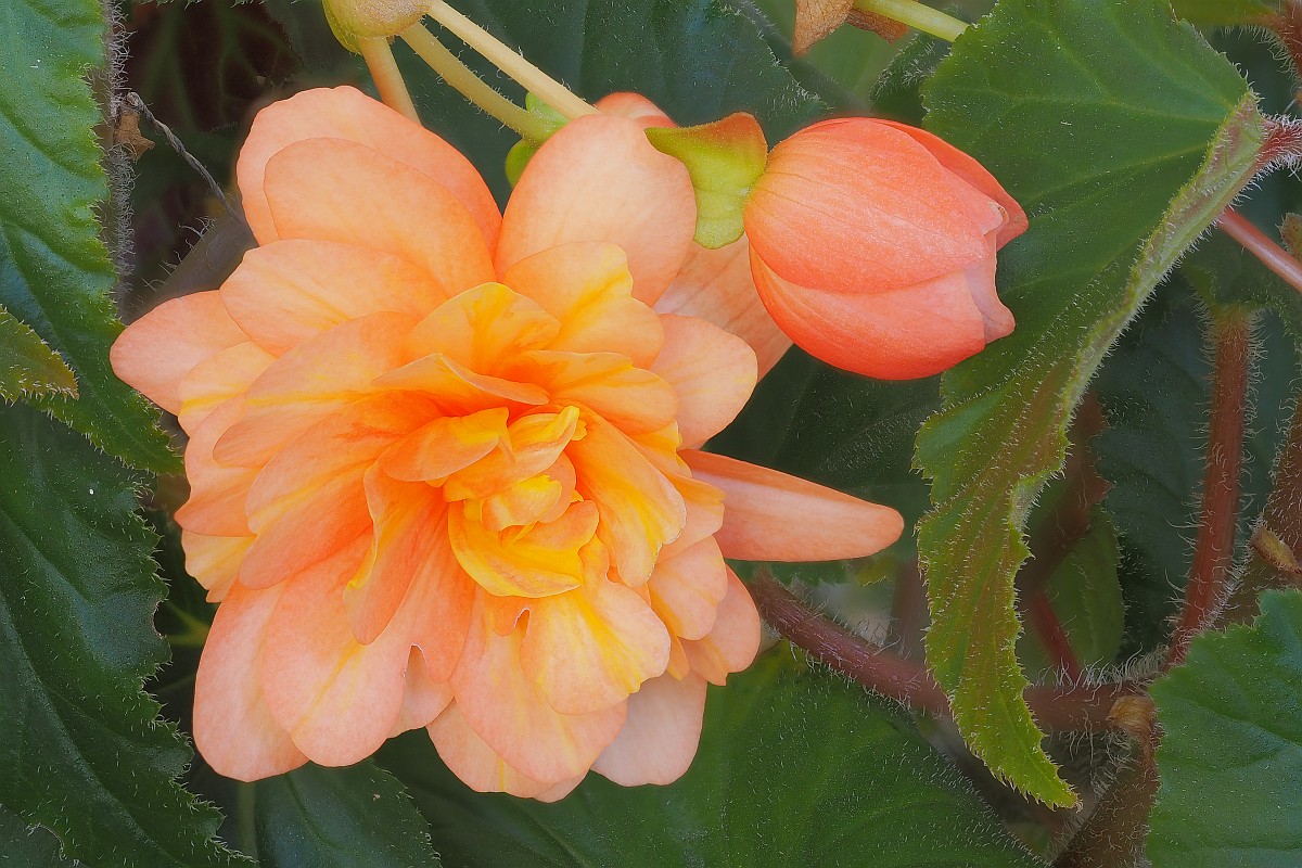 Nazwa:  begonia28390-413e.jpg
Wyświetleń: 229
Rozmiar:  279,4 KB