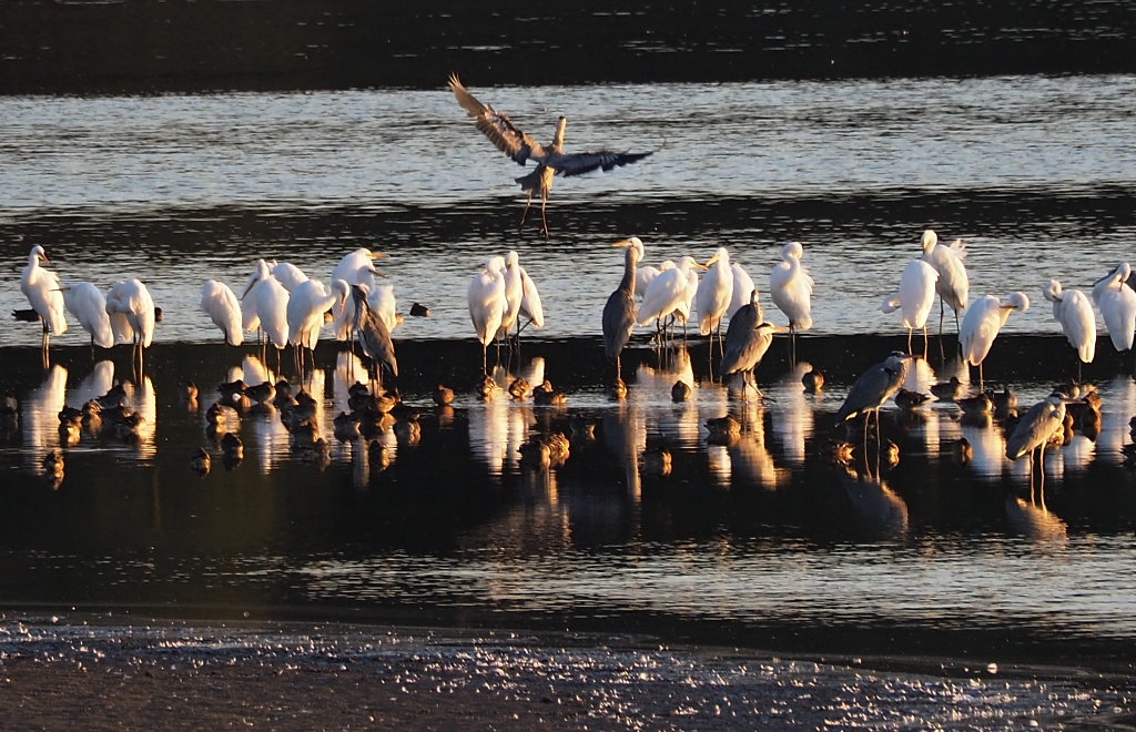 Nazwa:  PA070298k.jpg
Wyświetleń: 148
Rozmiar:  595,8 KB