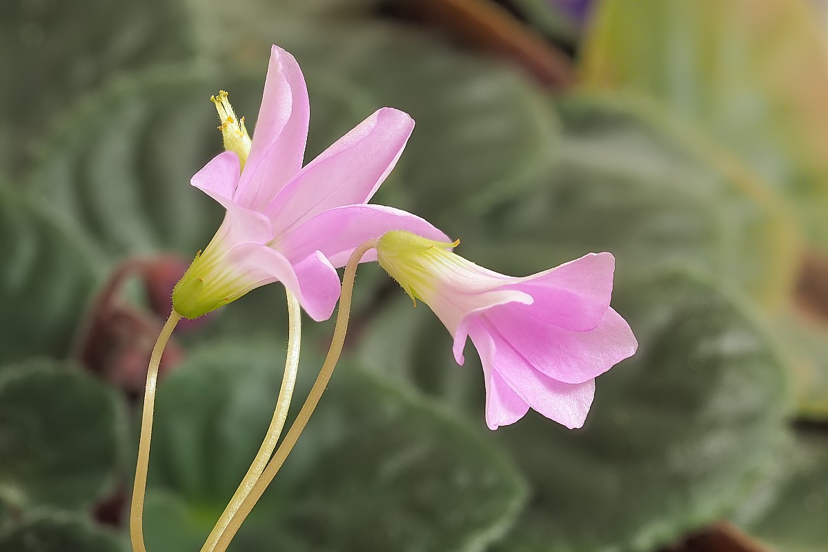 Nazwa:  Oxalis29079-95ef.jpg
Wyświetleń: 222
Rozmiar:  115,7 KB