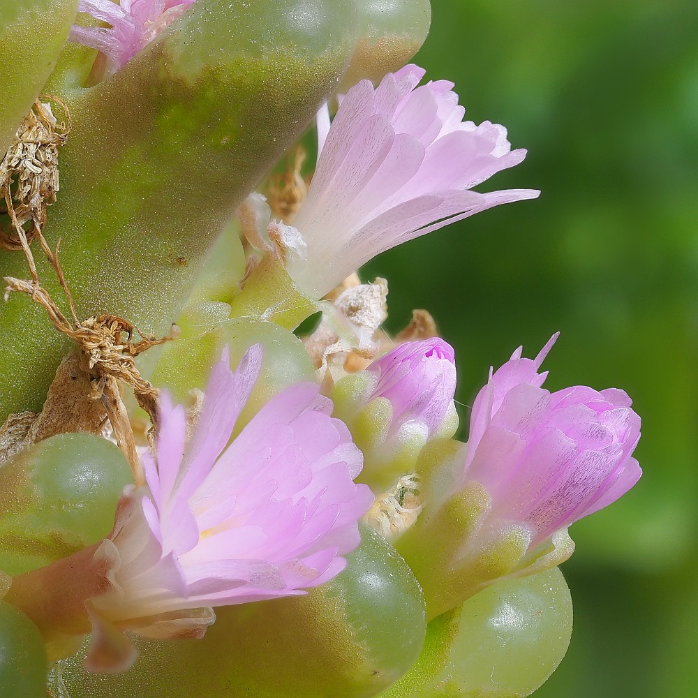 Nazwa:  Opthalmophyllum29552-81e.jpg
Wyświetleń: 198
Rozmiar:  267,0 KB