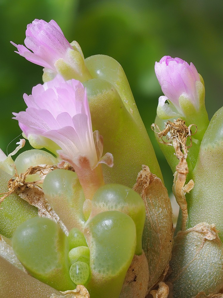 Nazwa:  Opthalmophyllum29492-515e.jpg
Wyświetleń: 198
Rozmiar:  244,3 KB