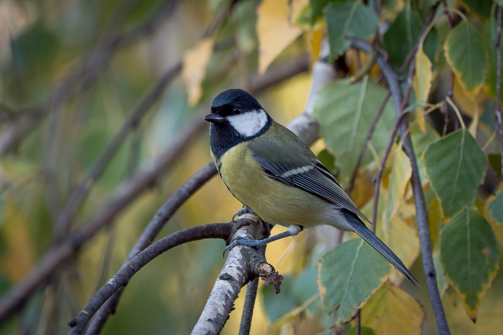 Nazwa:  P1040578m.JPG
Wyświetleń: 198
Rozmiar:  1,82 MB