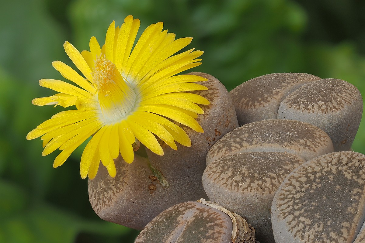 Nazwa:  Lithops29863-77e.jpg
Wyświetleń: 167
Rozmiar:  266,0 KB