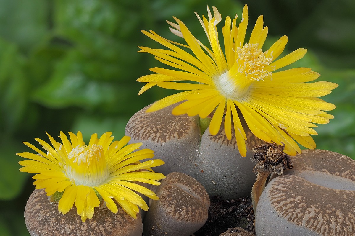 Nazwa:  Lithops30105-15e.jpg
Wyświetleń: 179
Rozmiar:  266,6 KB