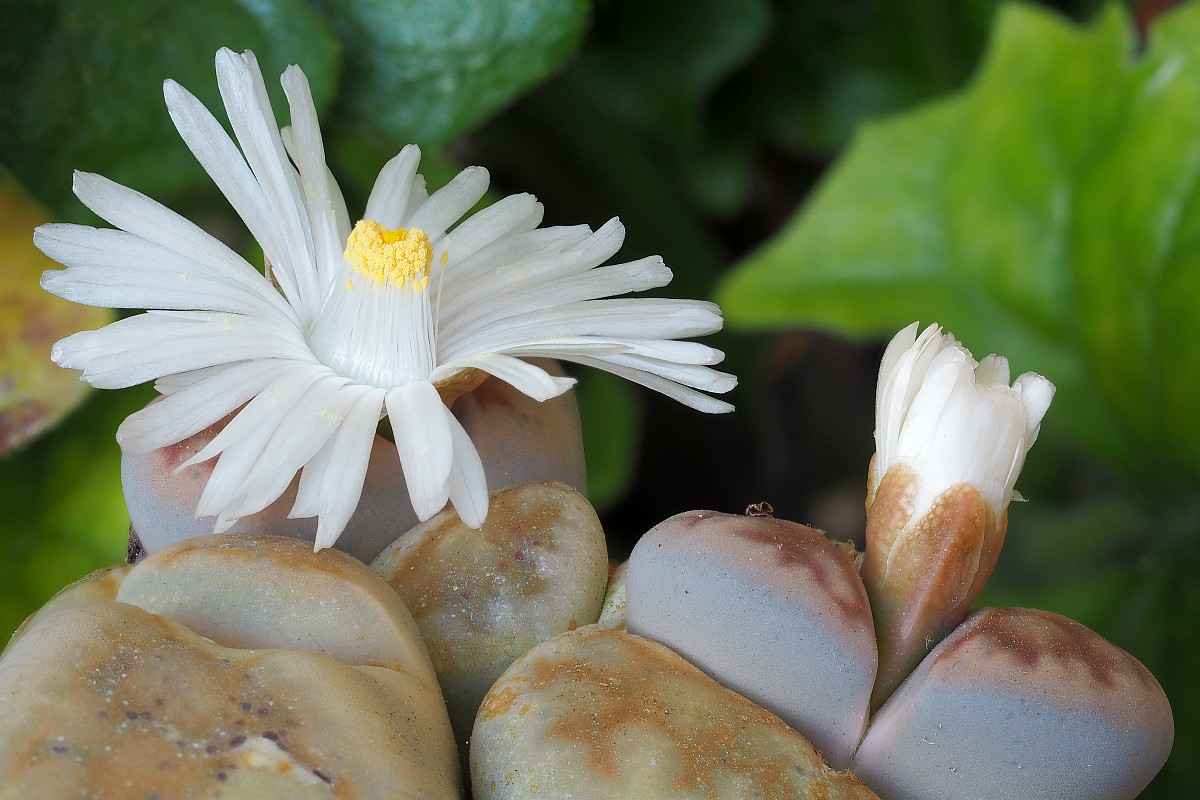 Nazwa:  Lithops32305-17e.jpg
Wyświetleń: 140
Rozmiar:  205,6 KB