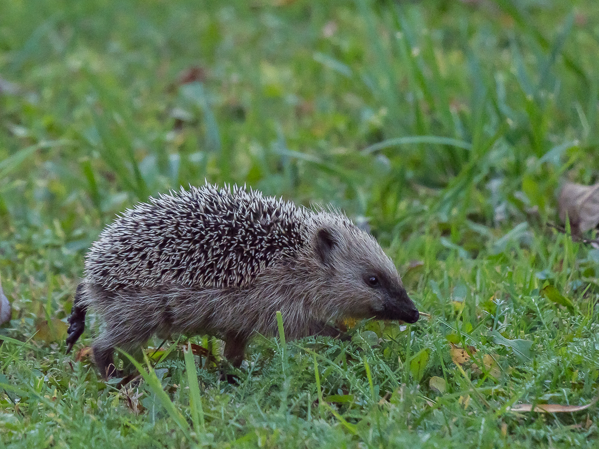 Nazwa:  PA214762.JPG
Wyświetleń: 146
Rozmiar:  1,10 MB