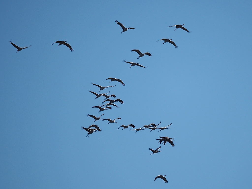 Nazwa:  PA211126a.jpg
Wyświetleń: 204
Rozmiar:  397,7 KB