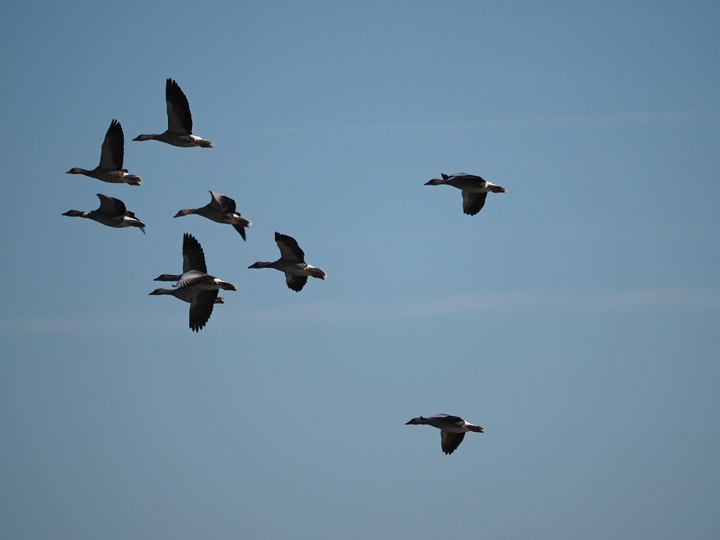 Nazwa:  PA211093a.jpg
Wyświetleń: 200
Rozmiar:  349,1 KB