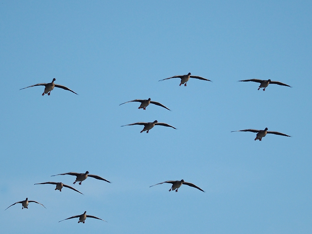 Nazwa:  PA211058a.jpg
Wyświetleń: 208
Rozmiar:  414,7 KB