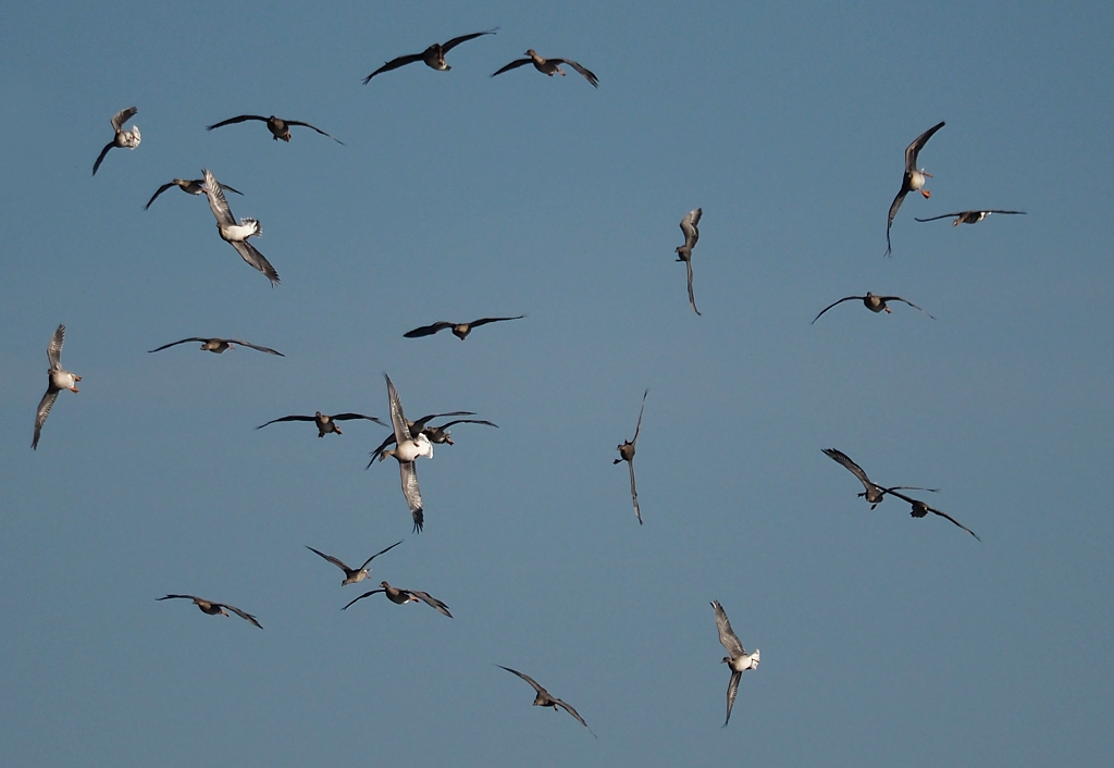 Nazwa:  PA211002a.jpg
Wyświetleń: 198
Rozmiar:  362,0 KB