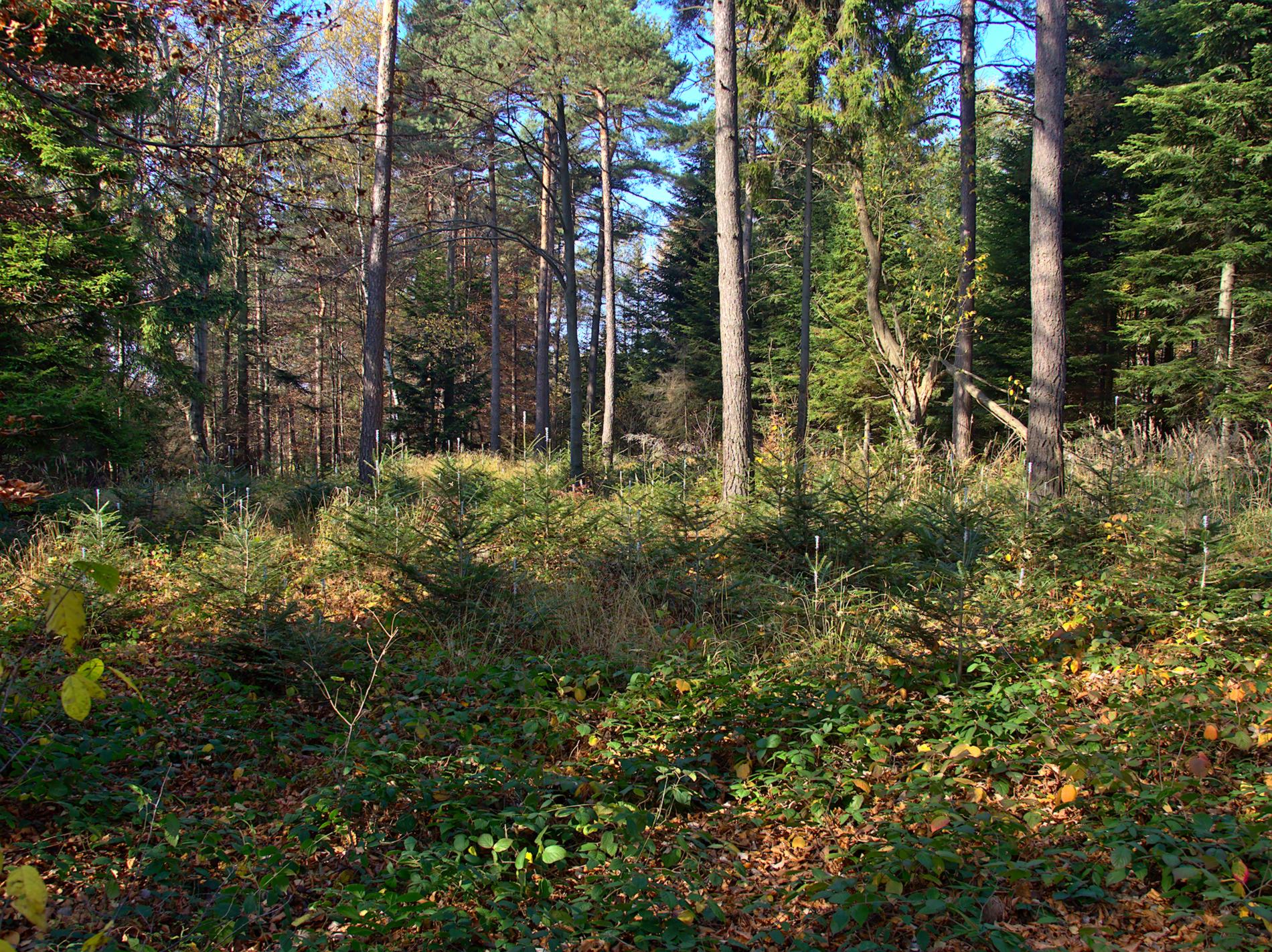 Nazwa:  PA241054.jpg
Wyświetleń: 209
Rozmiar:  816,9 KB