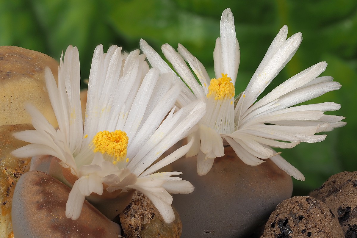 Nazwa:  Lithops32725-45e.jpg
Wyświetleń: 126
Rozmiar:  227,1 KB