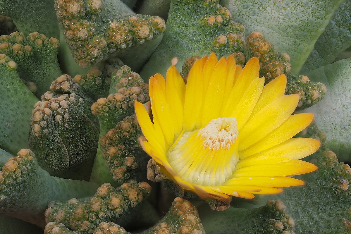 Nazwa:  Titanopsis33706-34e.jpg
Wyświetleń: 112
Rozmiar:  340,7 KB