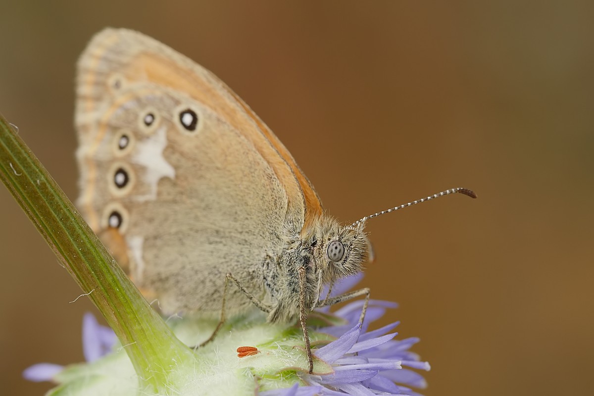 Nazwa:  motyl11136gf.jpg
Wyświetleń: 307
Rozmiar:  113,9 KB