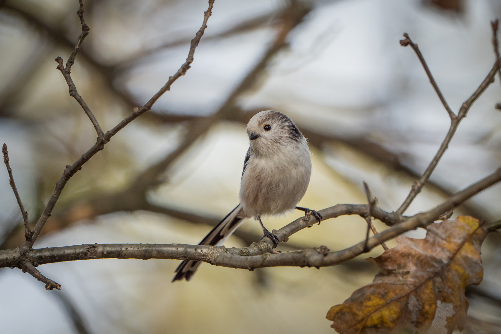 Nazwa:  P1050929.JPG
Wyświetleń: 147
Rozmiar:  1,26 MB