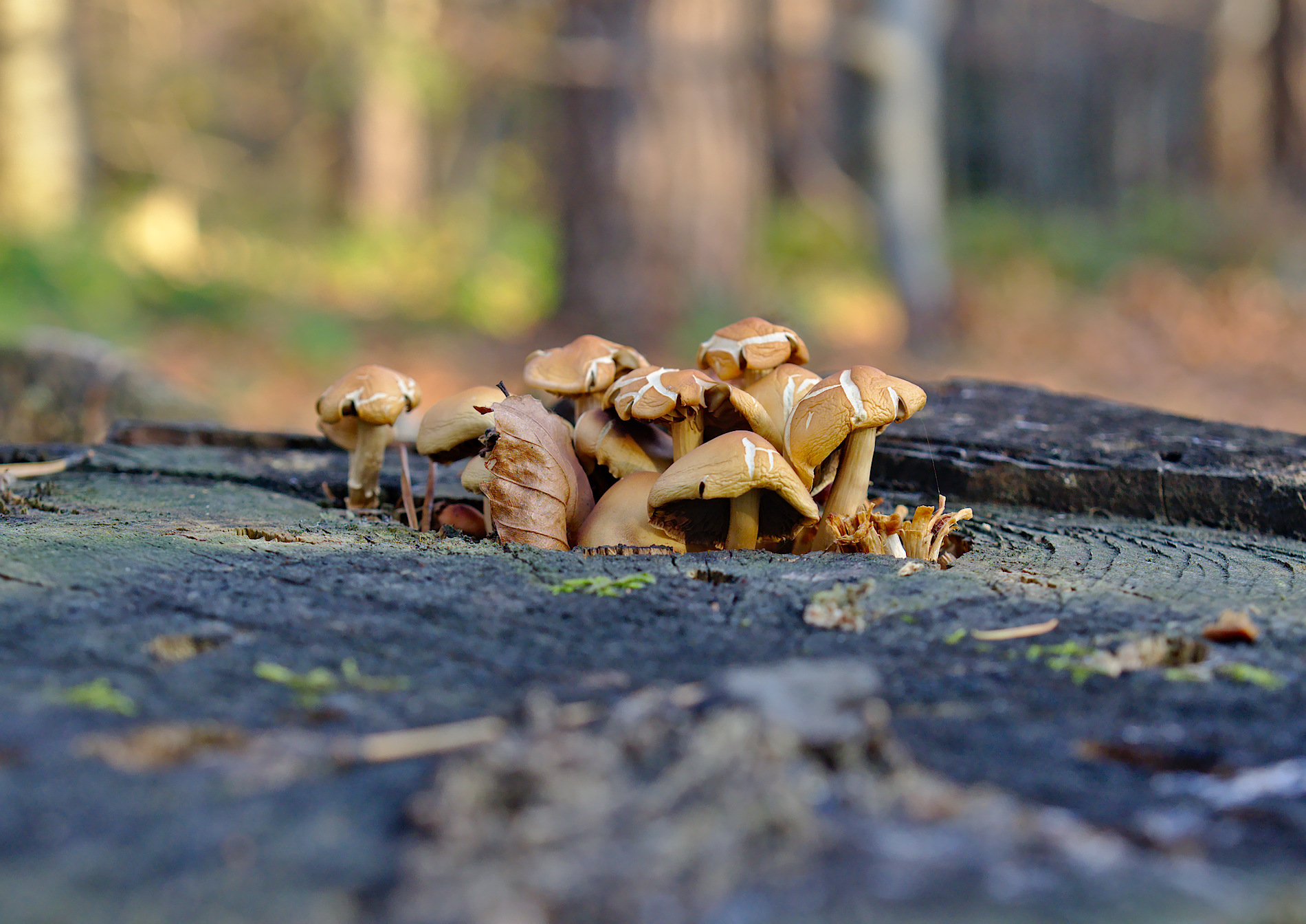 Nazwa:  PA251063.jpg
Wyświetleń: 78
Rozmiar:  746,9 KB