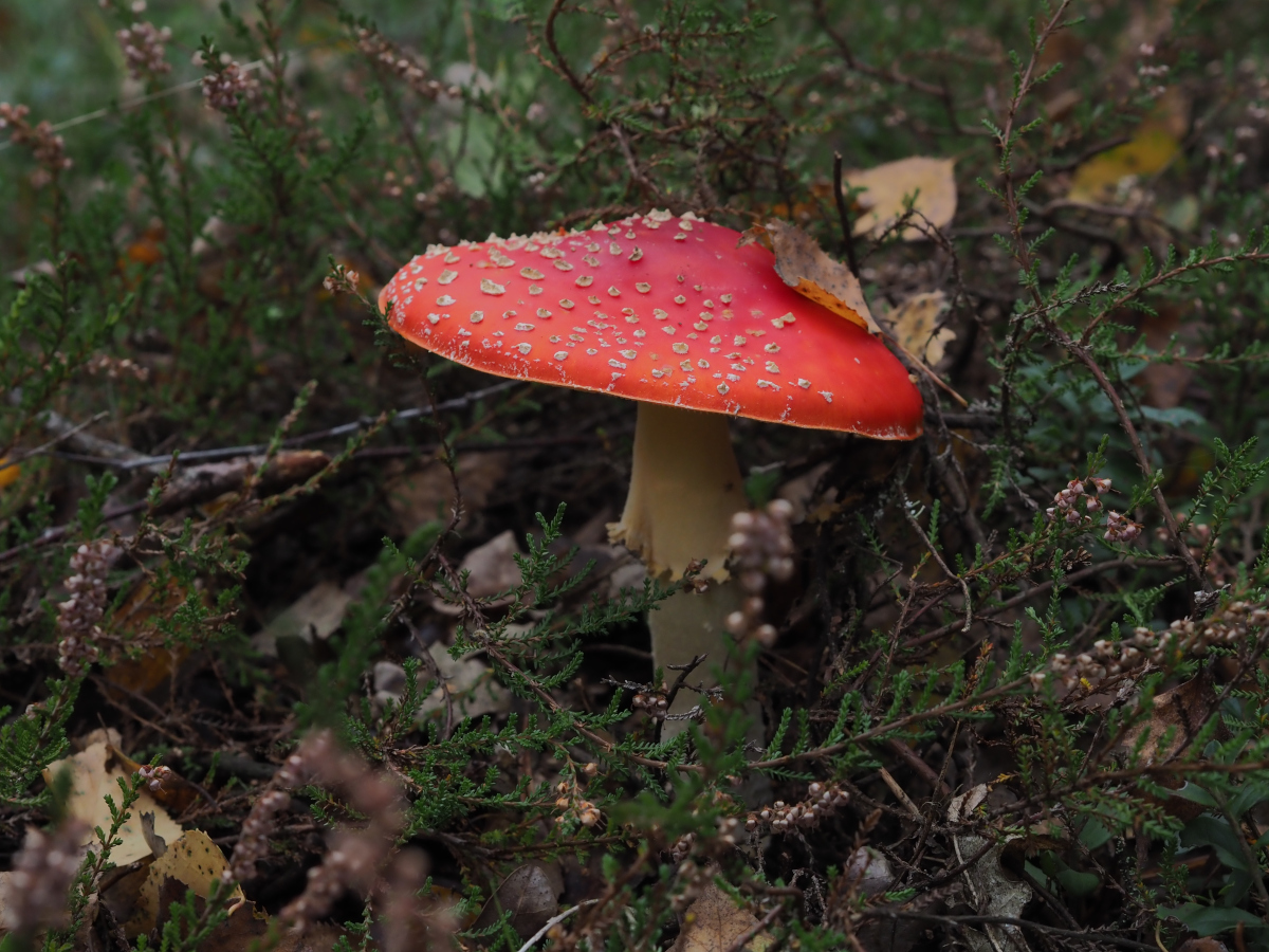 Nazwa:  5.JPG
Wyświetleń: 389
Rozmiar:  637,7 KB