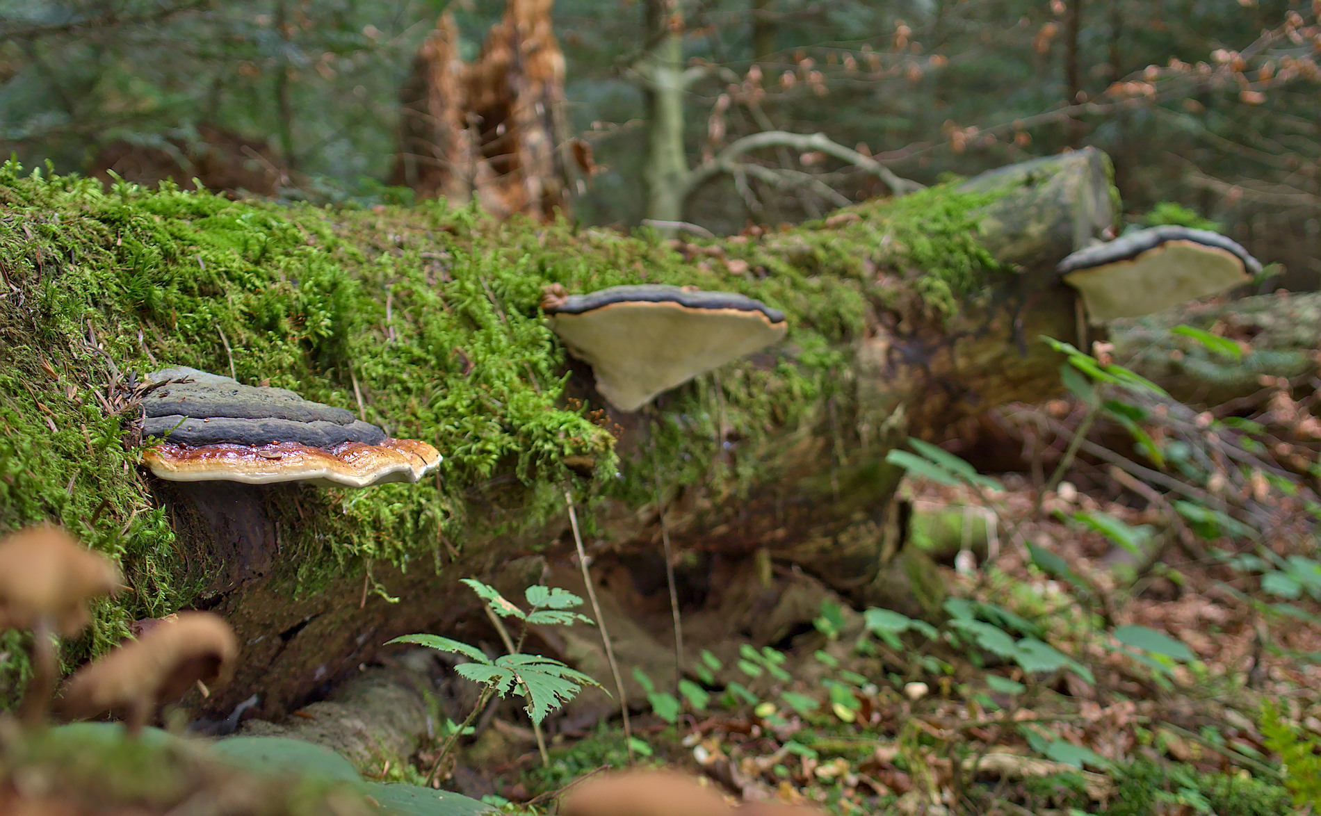 Nazwa:  PA271085.jpg
Wyświetleń: 244
Rozmiar:  782,9 KB