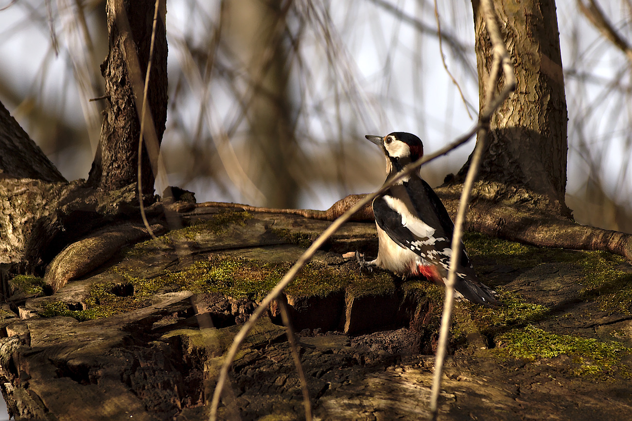 Kliknij obrazek, aby uzyskać większą wersję

Nazwa:	P1302746bp.jpg
Wyświetleń:	426
Rozmiar:	502,1 KB
ID:	216065