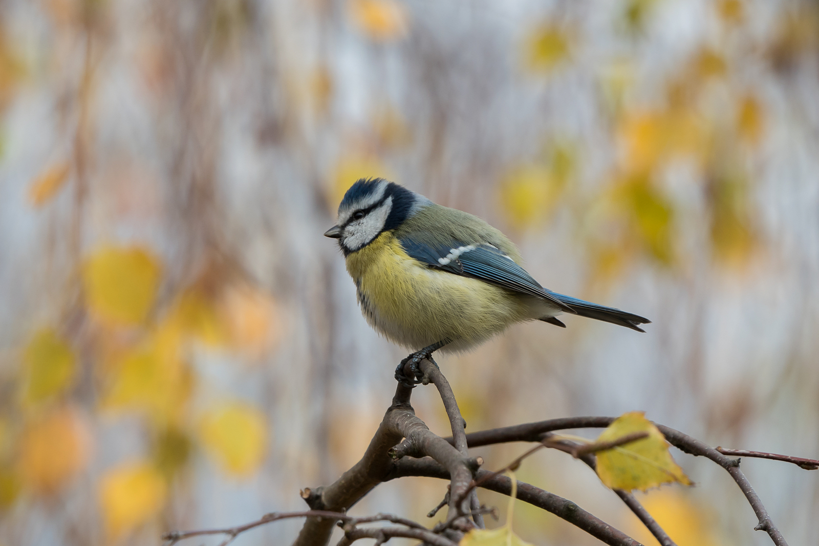 Nazwa:  PB080178.JPG
Wyświetleń: 113
Rozmiar:  1,34 MB