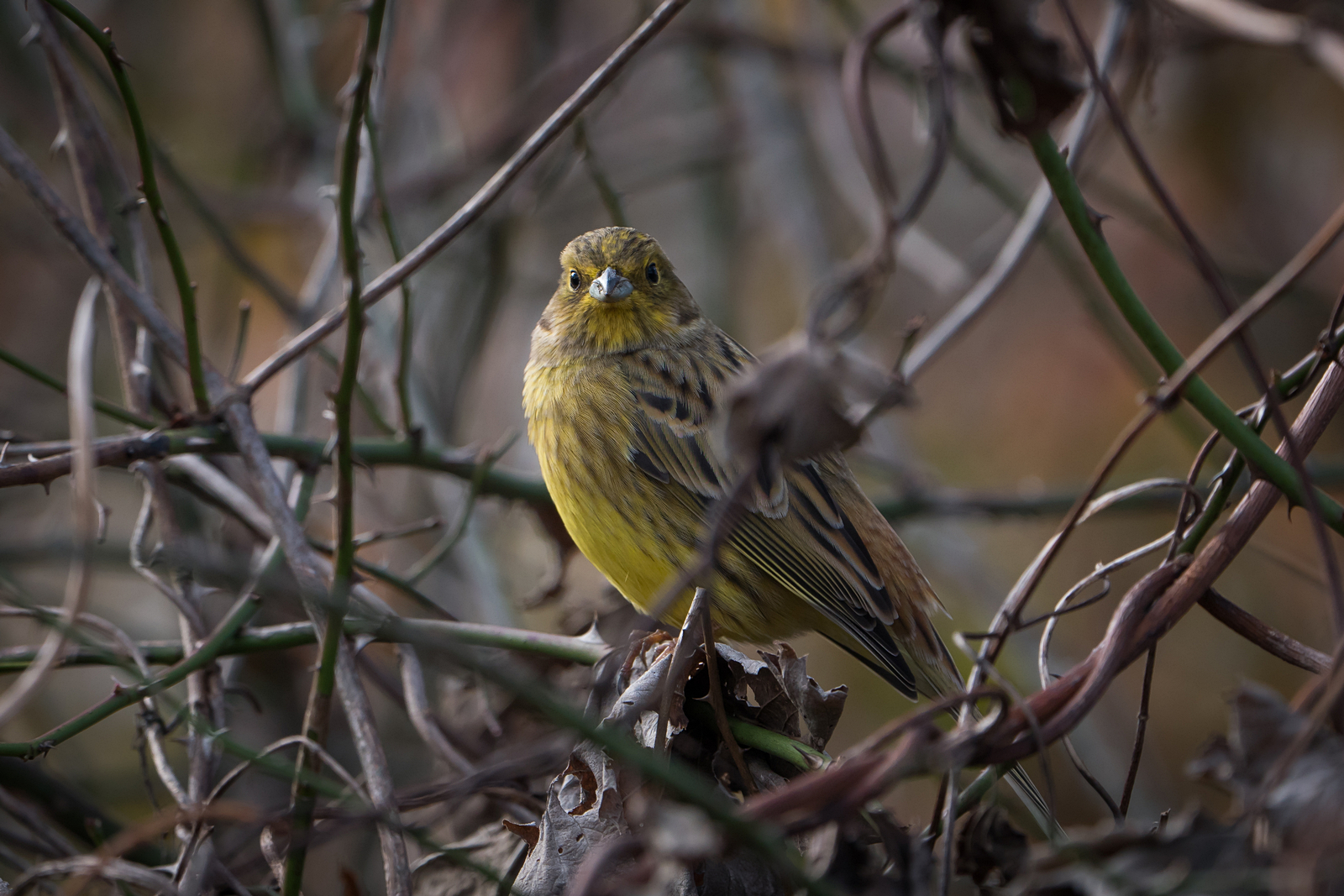 Nazwa:  P1051019.JPG
Wyświetleń: 113
Rozmiar:  1,54 MB