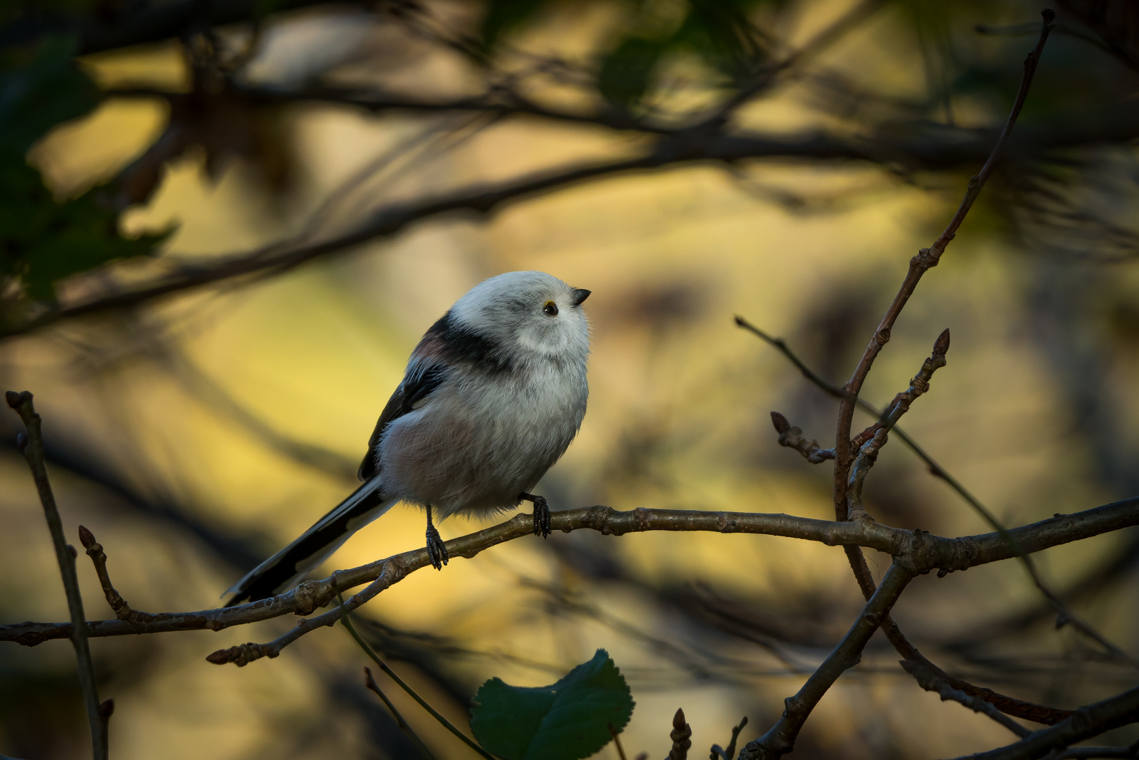 Nazwa:  PB030135.JPG
Wyświetleń: 112
Rozmiar:  1,34 MB