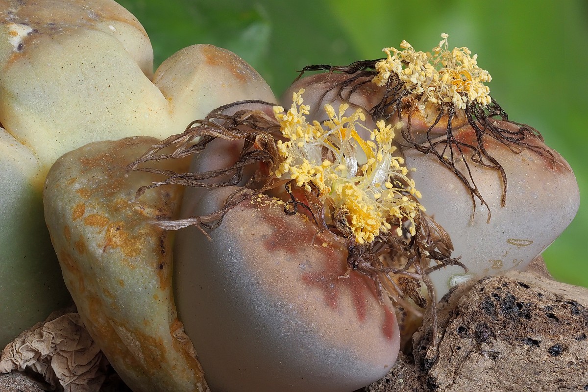 Nazwa:  Lithops34606-29e.jpg
Wyświetleń: 216
Rozmiar:  338,7 KB