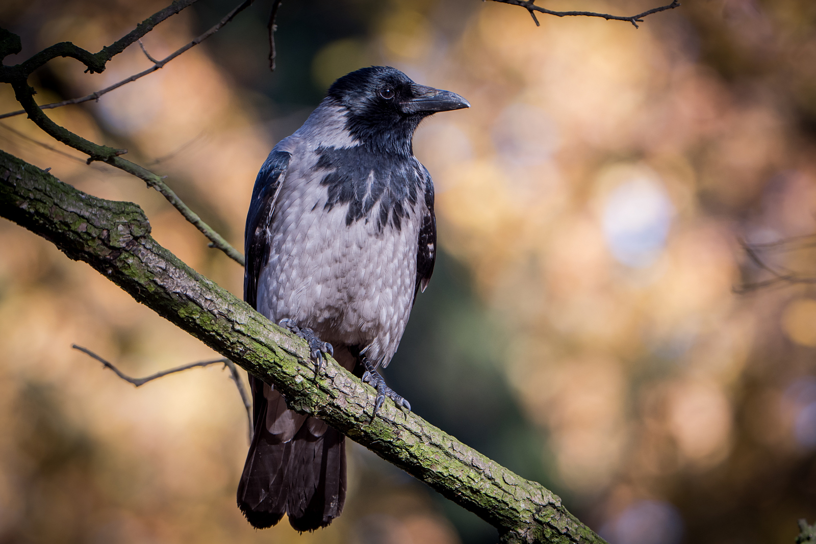 Nazwa:  P1051064.JPG
Wyświetleń: 194
Rozmiar:  867,5 KB