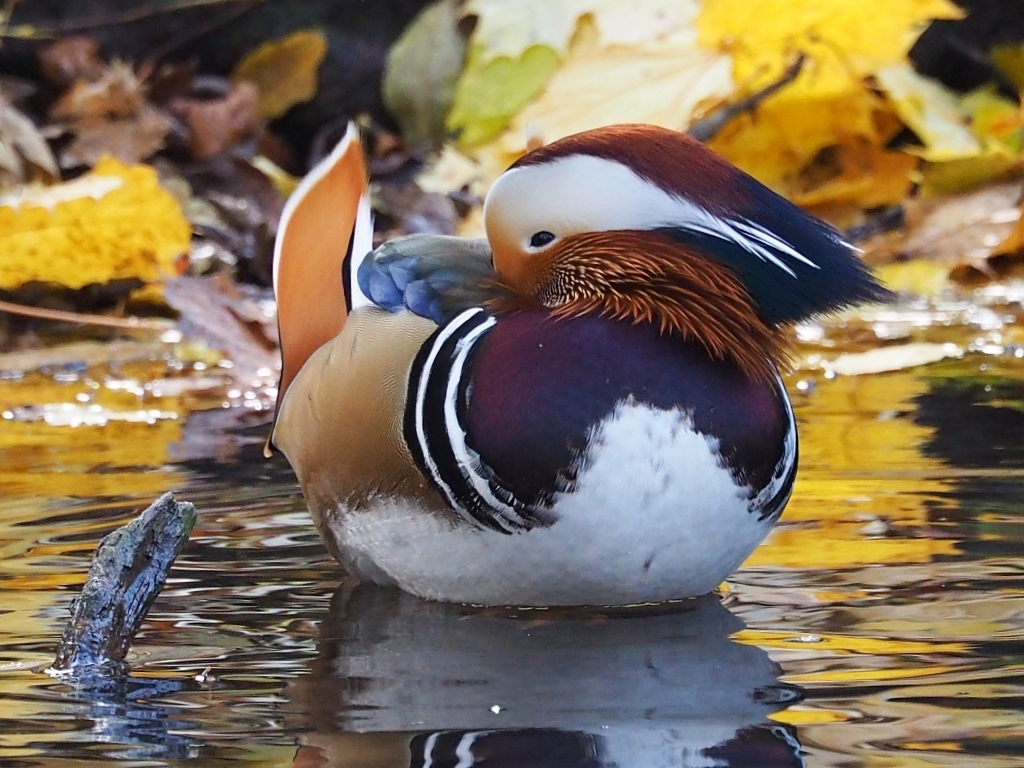 Nazwa:  Mandaryna.jpg
Wyświetleń: 237
Rozmiar:  534,7 KB