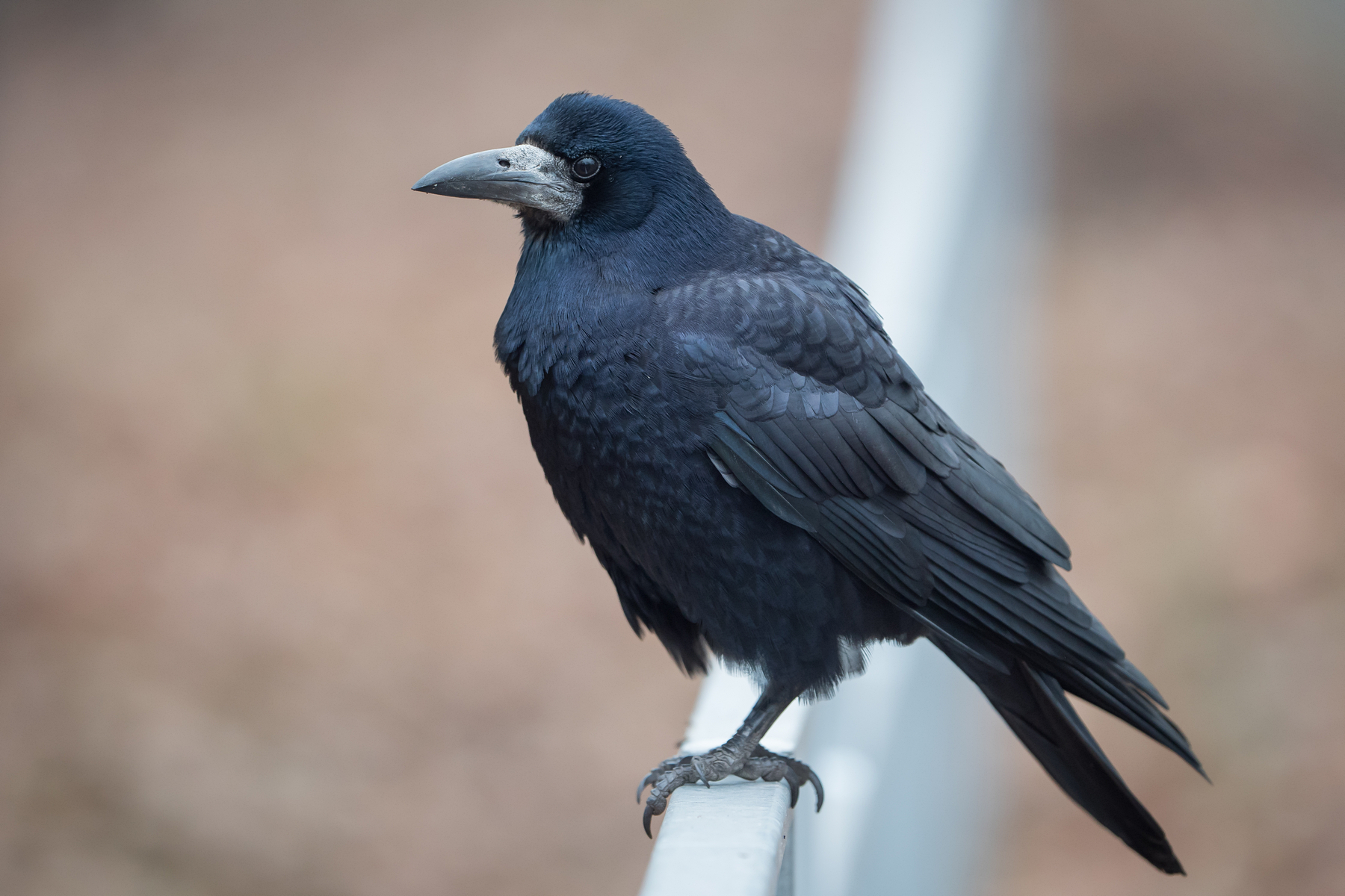 Nazwa:  P1051170L.JPG
Wyświetleń: 404
Rozmiar:  1,39 MB