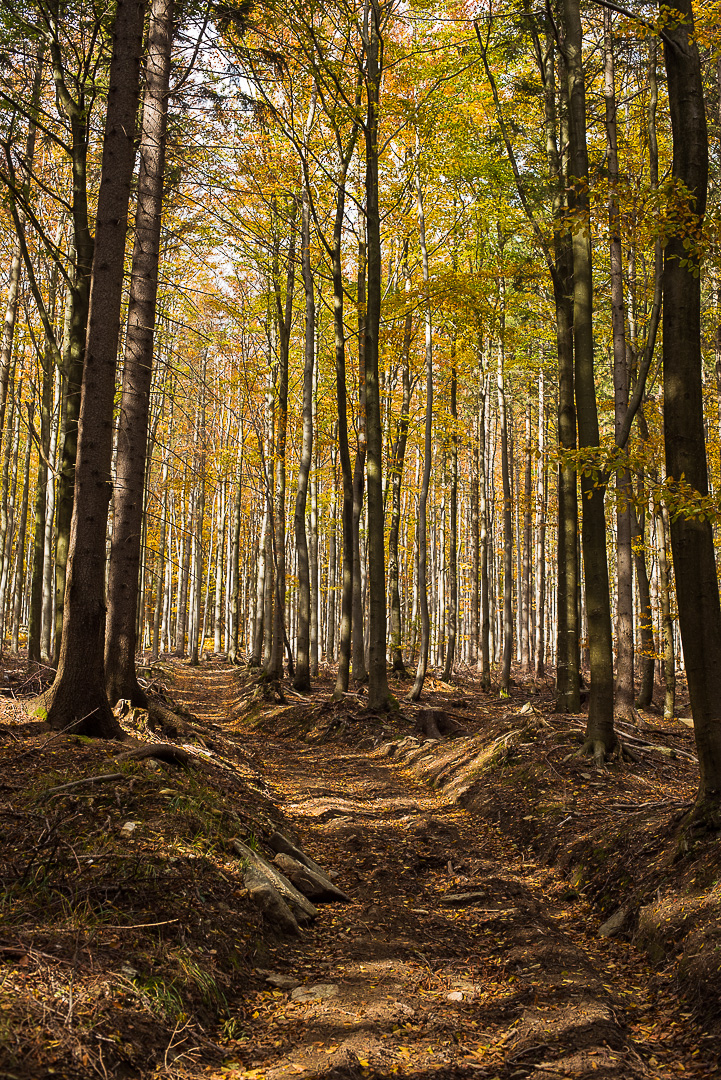 Nazwa:  DSC_3942.jpg
Wyświetleń: 177
Rozmiar:  858,8 KB