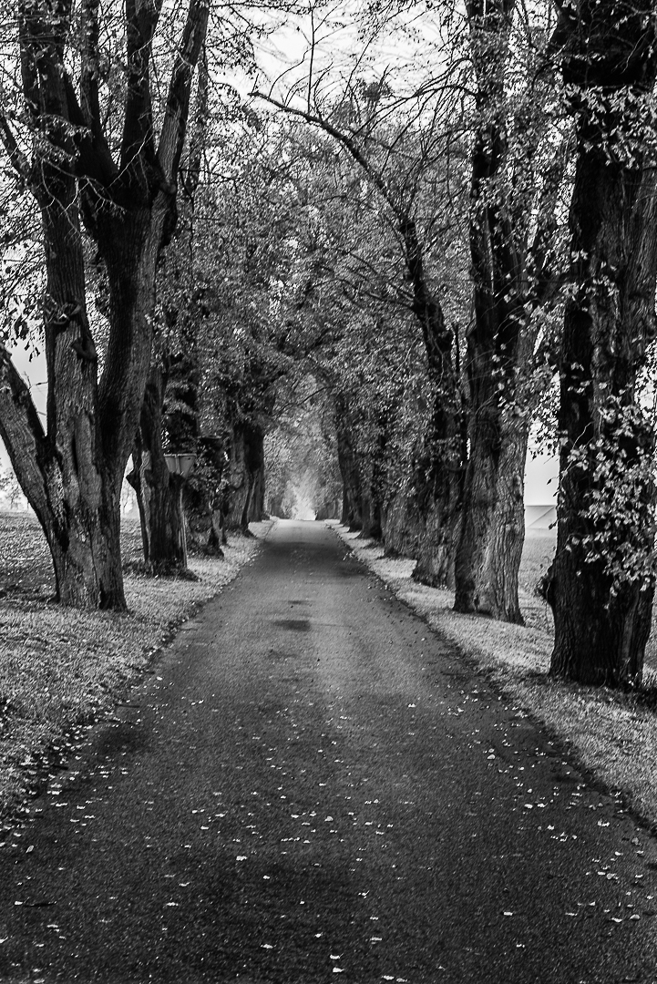 Nazwa:  DSC_3973.jpg
Wyświetleń: 190
Rozmiar:  652,9 KB