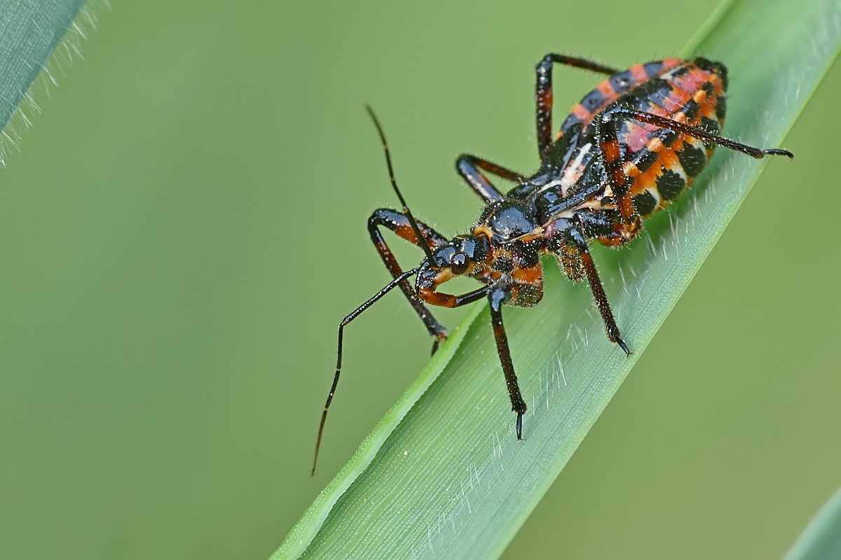 Nazwa:  srogon82299cf.jpg
Wyświetleń: 232
Rozmiar:  105,9 KB