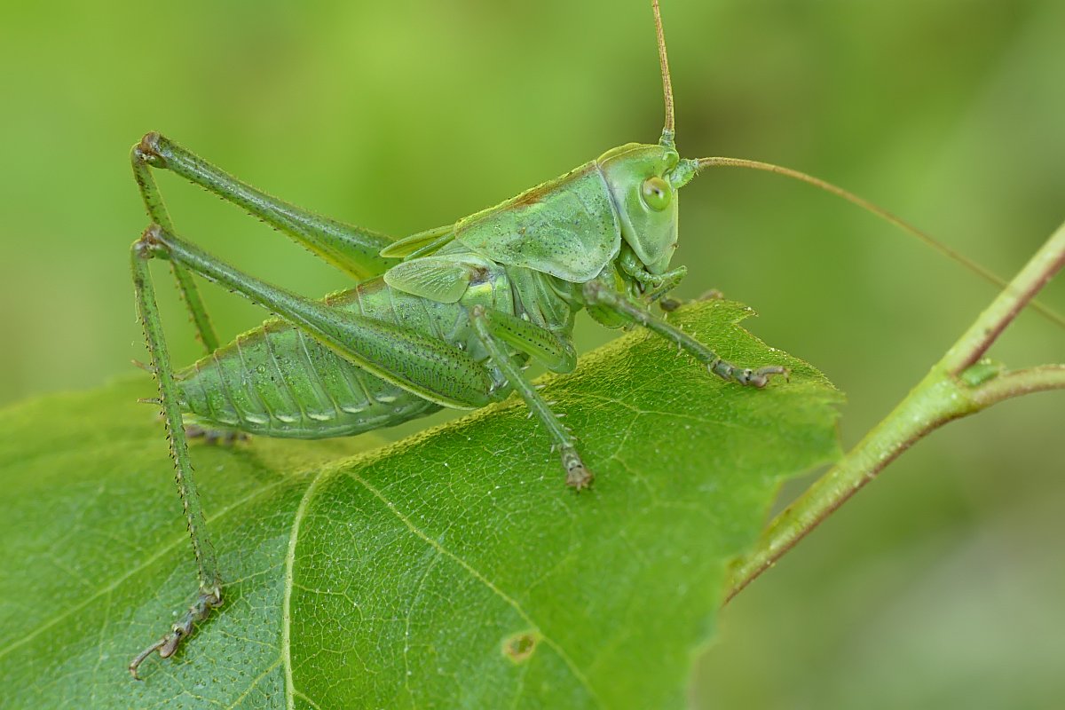 Nazwa:  pasikonik93848cf.jpg
Wyświetleń: 312
Rozmiar:  132,2 KB