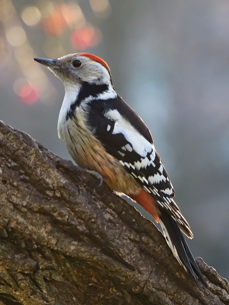 Nazwa:  PC052180a.jpg
Wyświetleń: 244
Rozmiar:  486,9 KB