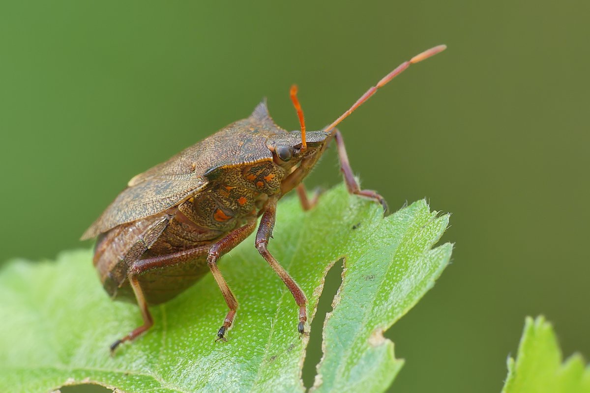 Nazwa:  zbrojec139162cf.jpg
Wyświetleń: 247
Rozmiar:  106,9 KB