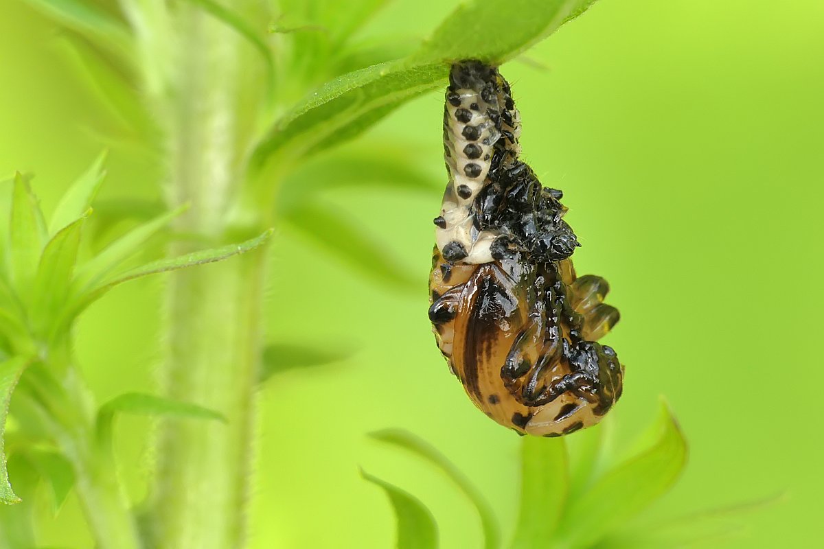 Nazwa:  poczwarka125386cf.jpg
Wyświetleń: 308
Rozmiar:  90,7 KB