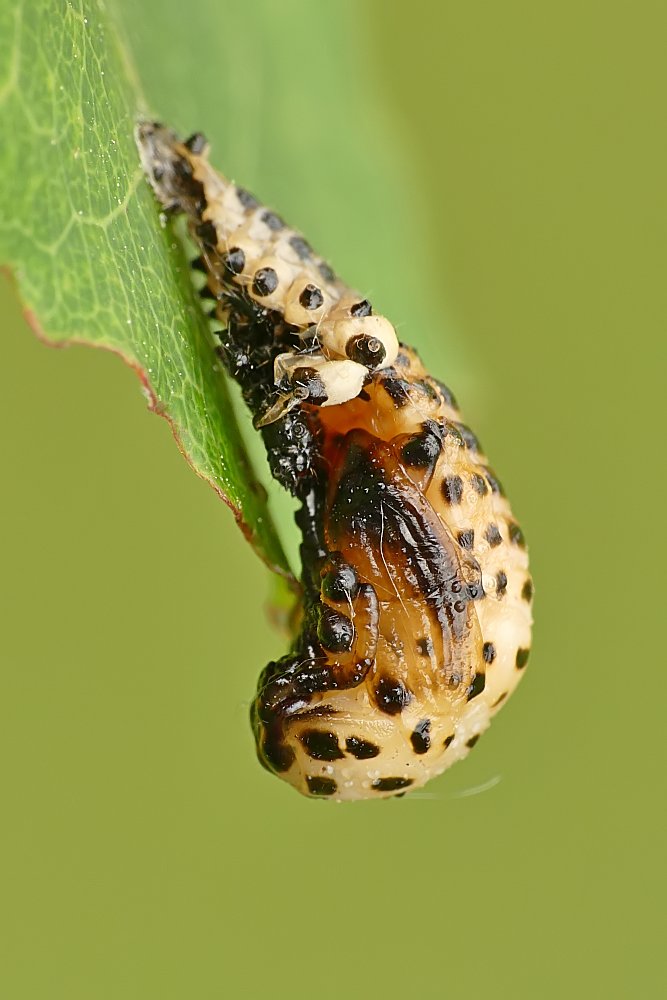 Nazwa:  poczwarka88492cf.jpg
Wyświetleń: 275
Rozmiar:  72,5 KB