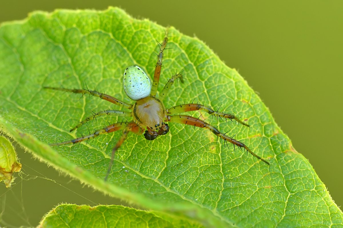 Nazwa:  nalistnik106849cf.jpg
Wyświetleń: 253
Rozmiar:  167,3 KB