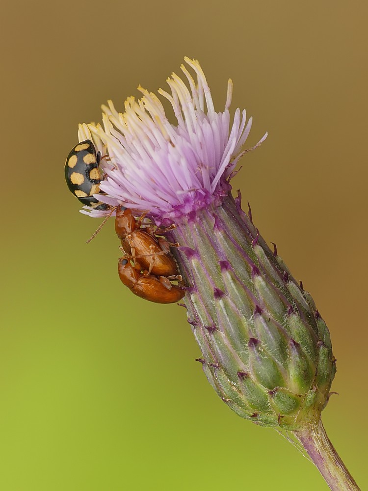 Nazwa:  chrzaszcze226518cf.jpg
Wyświetleń: 273
Rozmiar:  109,0 KB