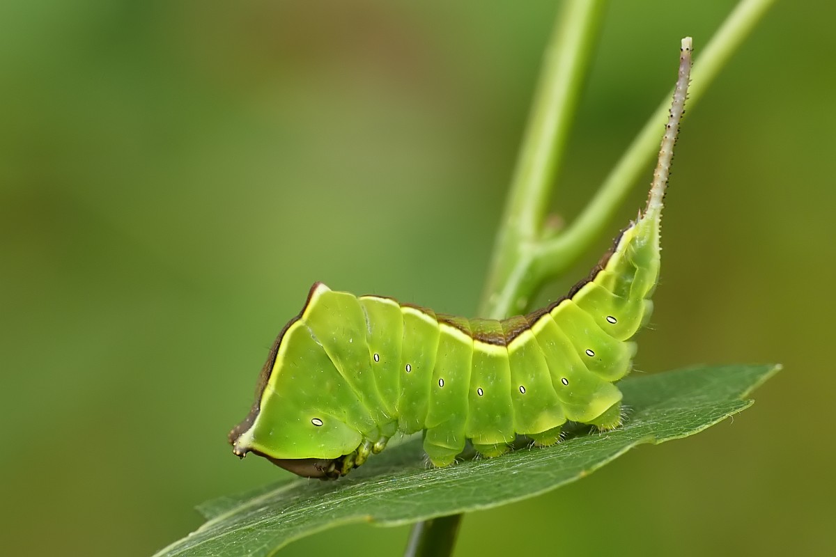 Nazwa:  widlogonka116304cf.jpg
Wyświetleń: 258
Rozmiar:  96,5 KB