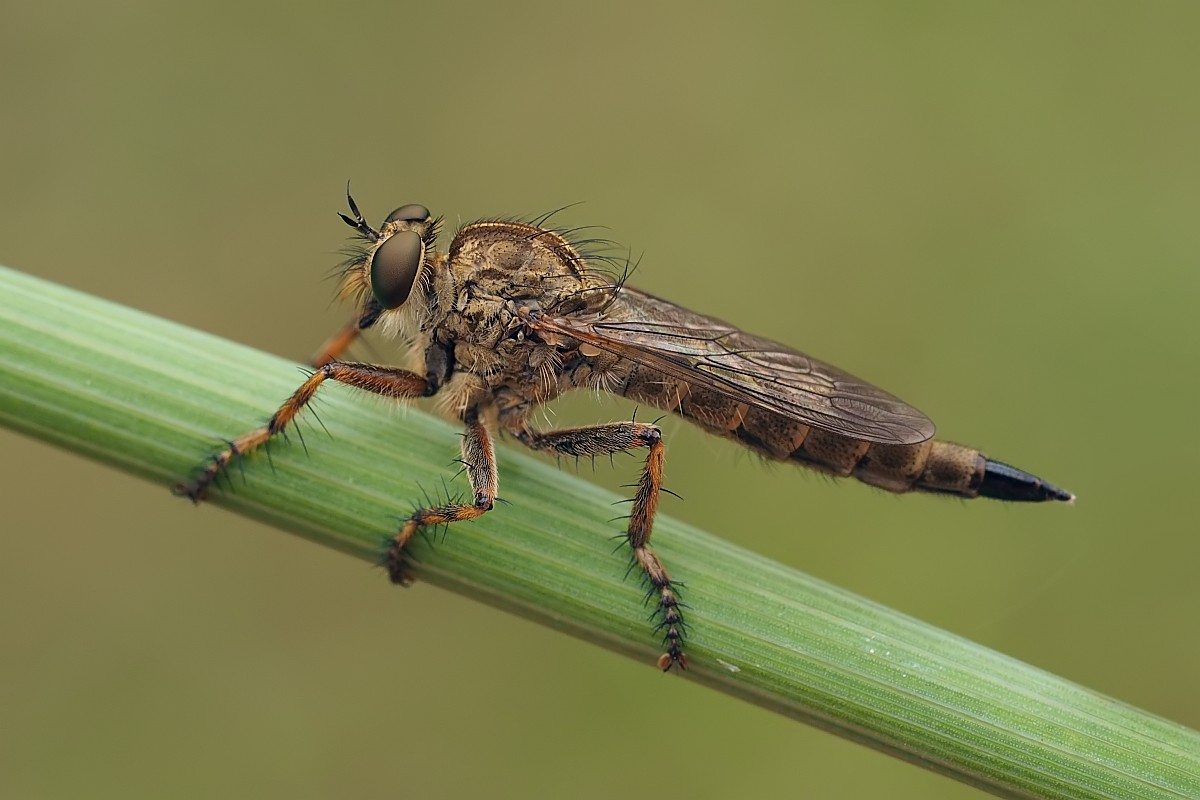 Nazwa:  48694585316_36c4b6948a_o.jpg
Wyświetleń: 218
Rozmiar:  118,3 KB