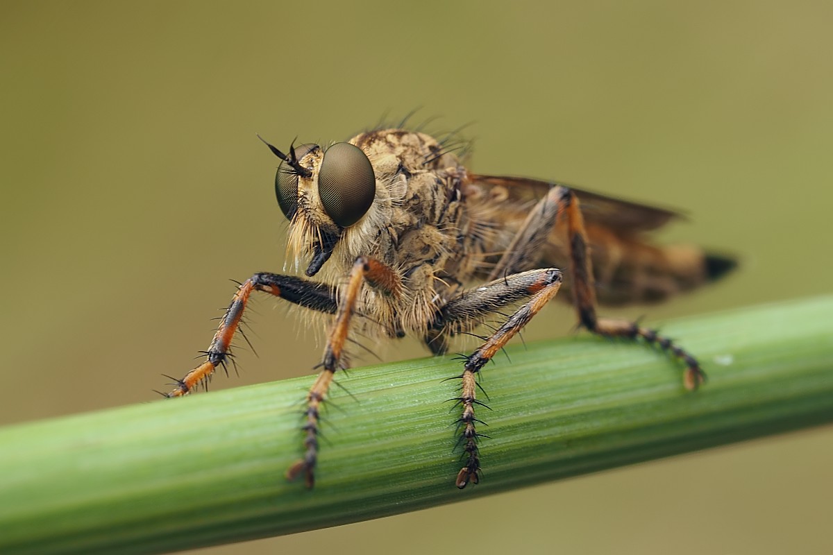 Nazwa:  48694585266_a9bf0232f2_o.jpg
Wyświetleń: 233
Rozmiar:  113,5 KB