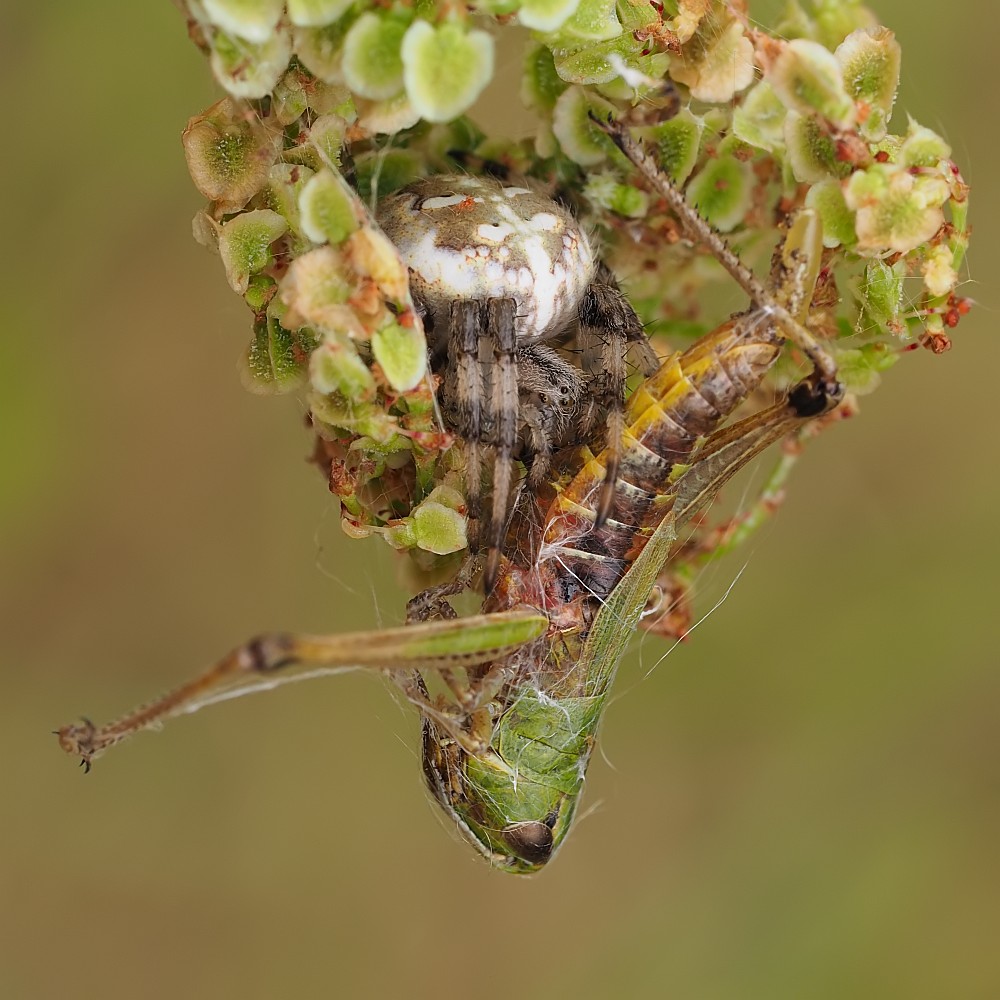 Nazwa:  krzyzak011234ef.jpg
Wyświetleń: 211
Rozmiar:  172,0 KB