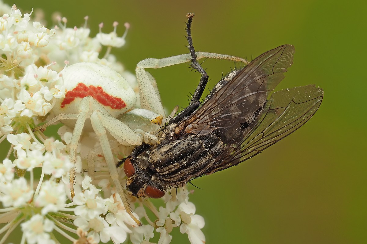 Nazwa:  kwietnik010452-68ef.jpg
Wyświetleń: 194
Rozmiar:  203,1 KB