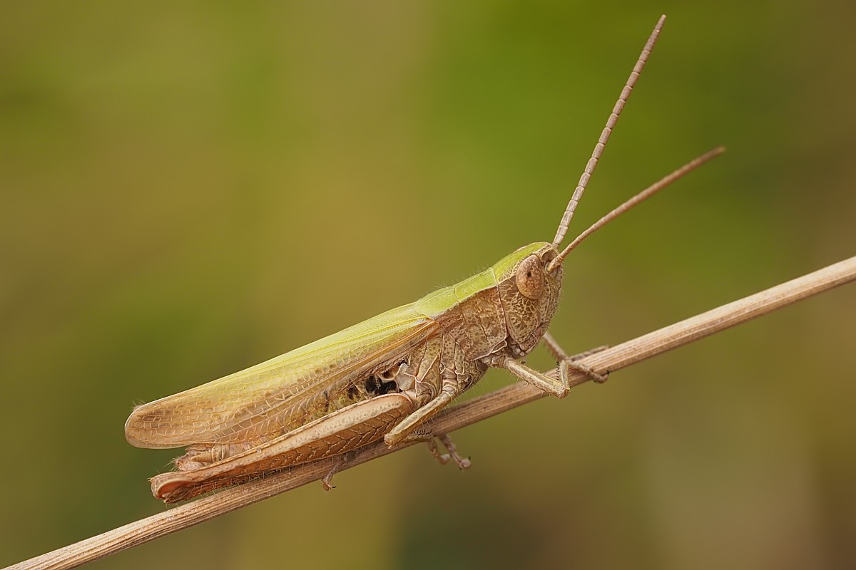 Nazwa:  konik011706ef.jpg
Wyświetleń: 172
Rozmiar:  103,7 KB