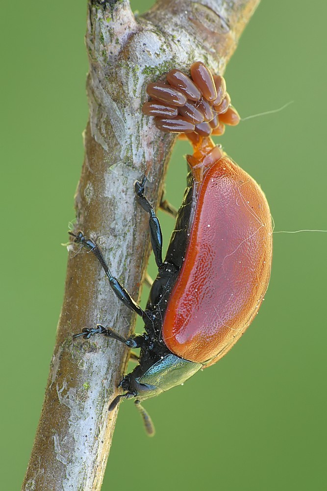 Nazwa:  rynnica149719cf.jpg
Wyświetleń: 214
Rozmiar:  154,6 KB